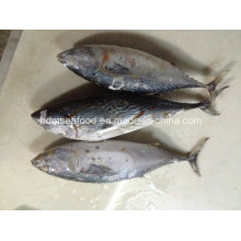 Big Size Frozen Bonito Fish